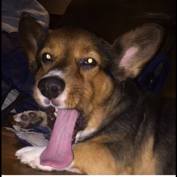 Meet your Posher, Mickey - Picture 1 of 2